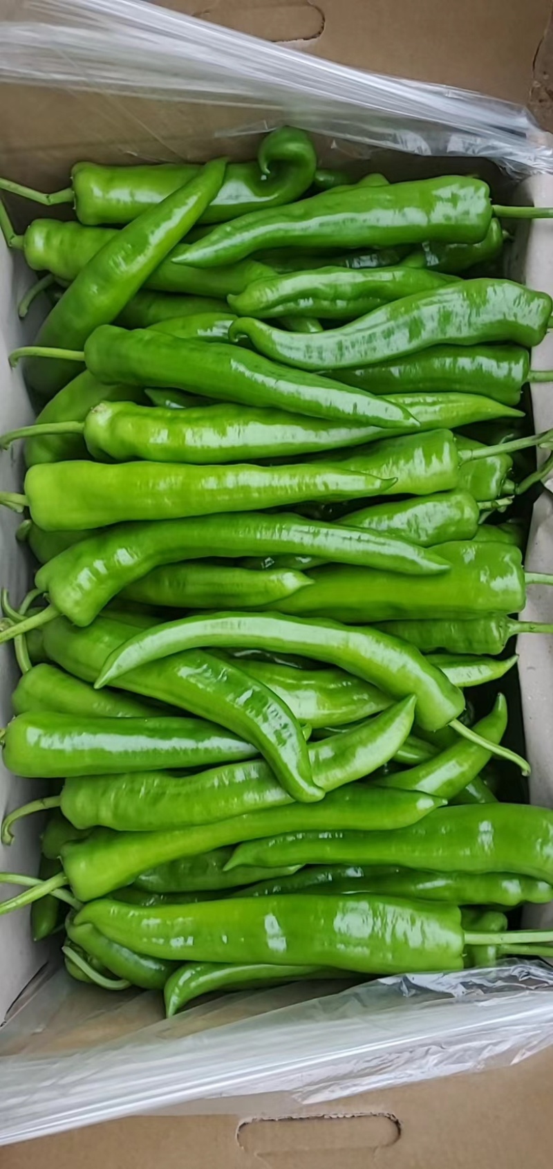 【推荐】黄皮尖椒、大量供应，品质保证，欢迎来电
