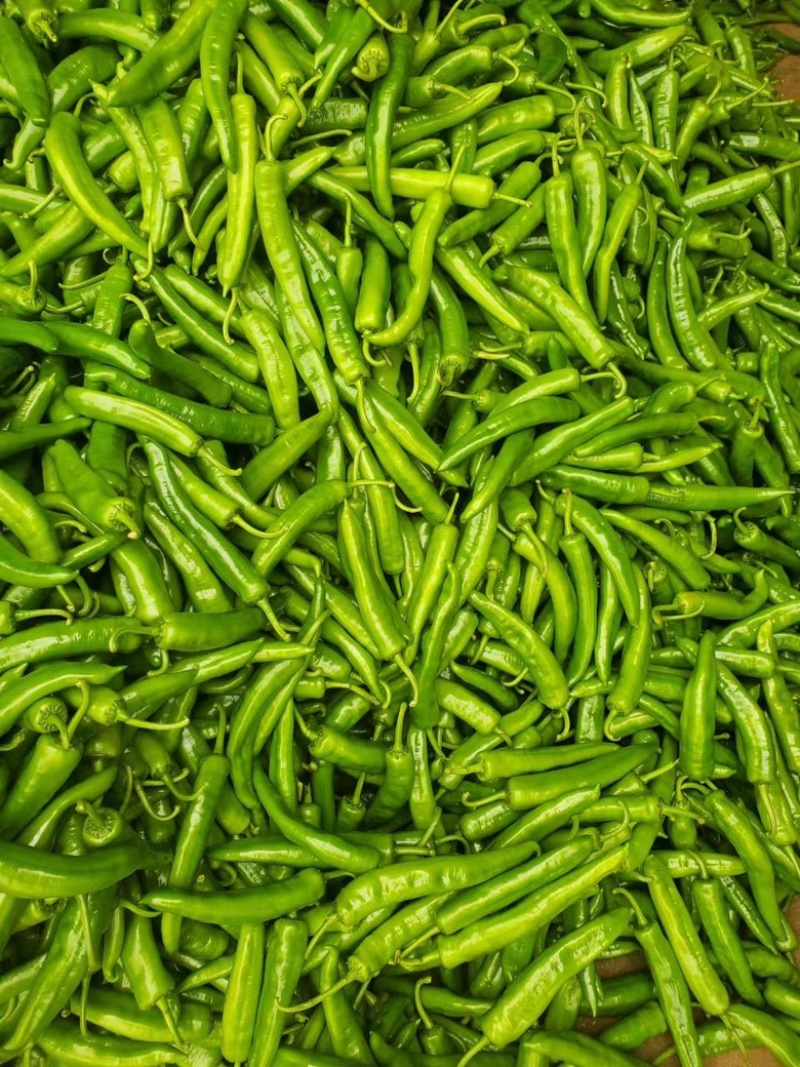 【推荐】黄皮尖椒、大量供应，品质保证，欢迎来电