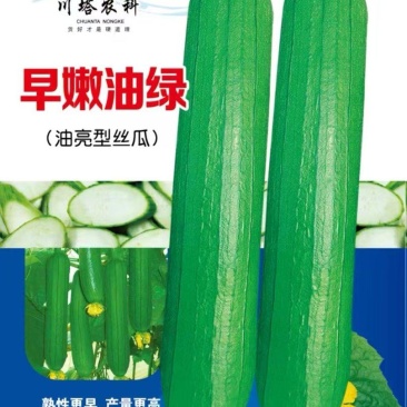 丝瓜种子早嫩油绿油亮丝瓜新品种早熟强雌瓜条顺直油亮