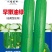 丝瓜种子早嫩油绿油亮丝瓜新品种早熟强雌瓜条顺直油亮