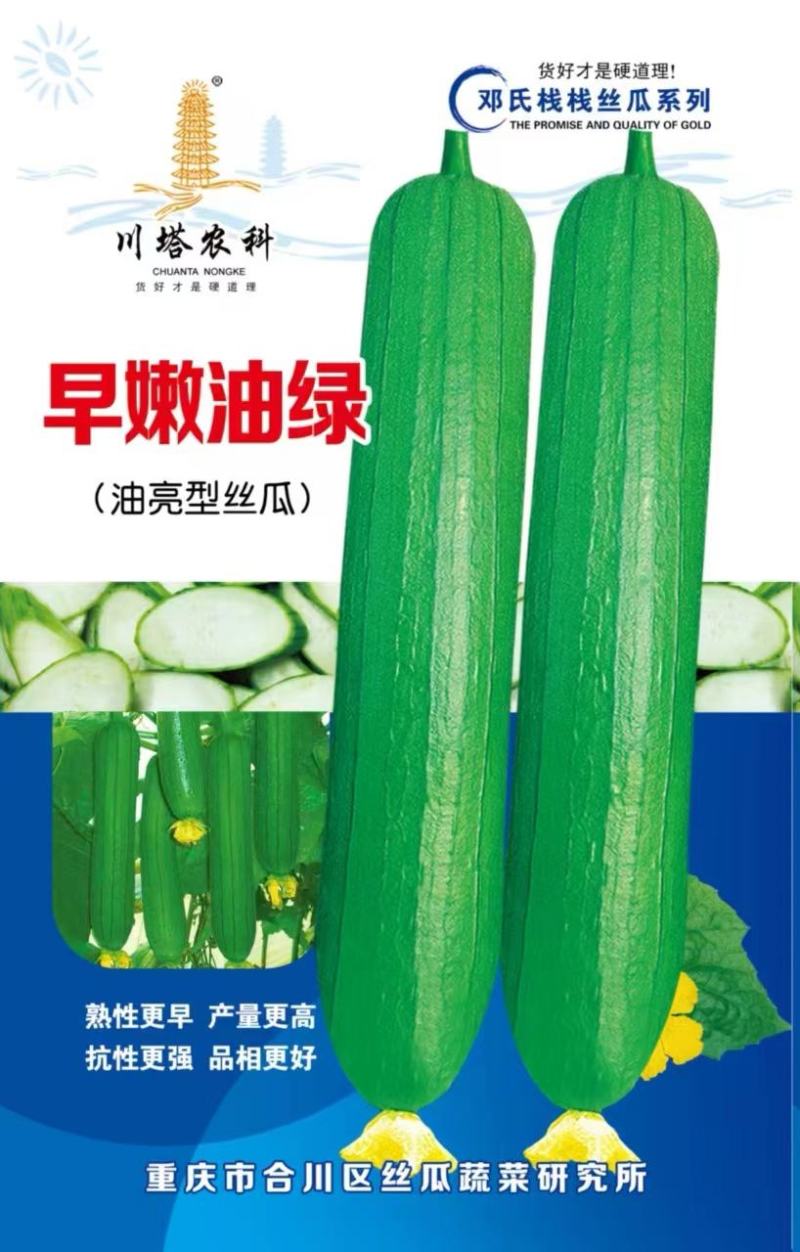 丝瓜种子早嫩油绿油亮丝瓜新品种早熟强雌瓜条顺直油亮