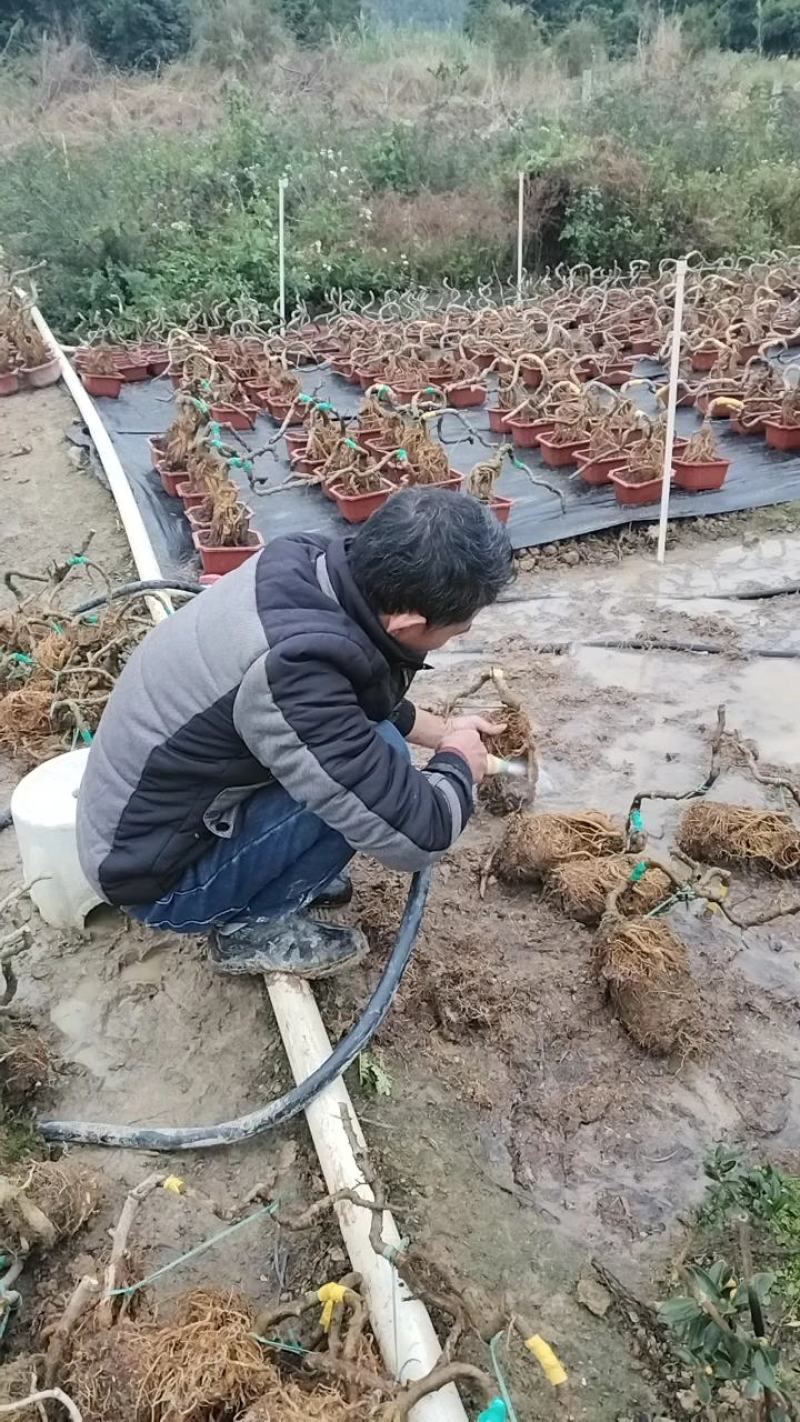 绿盈悬崖提根胡椒木批发基地直供量多从优各种规格