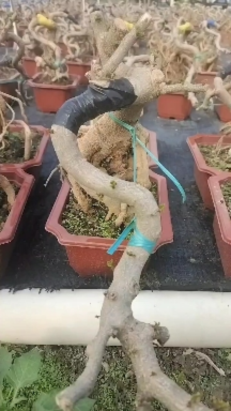 绿盈悬崖提根胡椒木批发基地直供量多从优各种规格