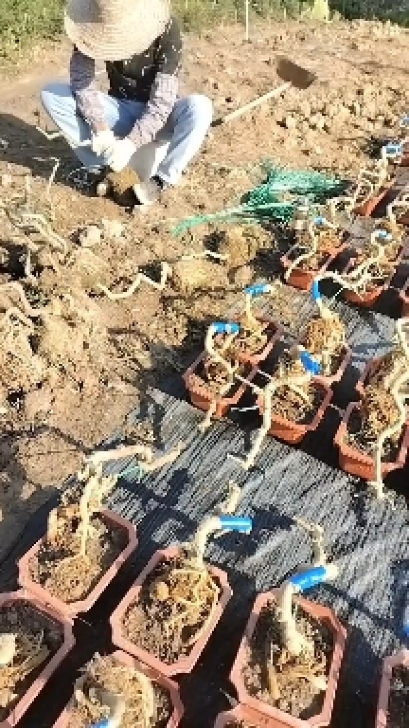 绿盈悬崖提根胡椒木批发基地直供量多从优各种规格