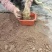 绿盈悬崖提根胡椒木批发基地直供量多从优各种规格