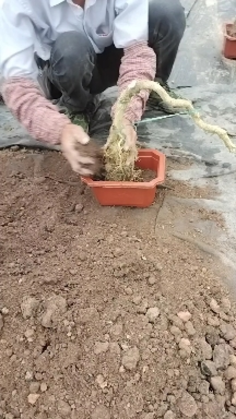 绿盈悬崖提根胡椒木批发基地直供量多从优各种规格