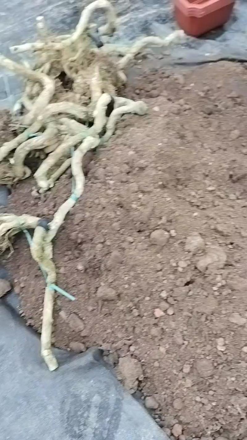 绿盈悬崖提根胡椒木批发基地直供量多从优各种规格