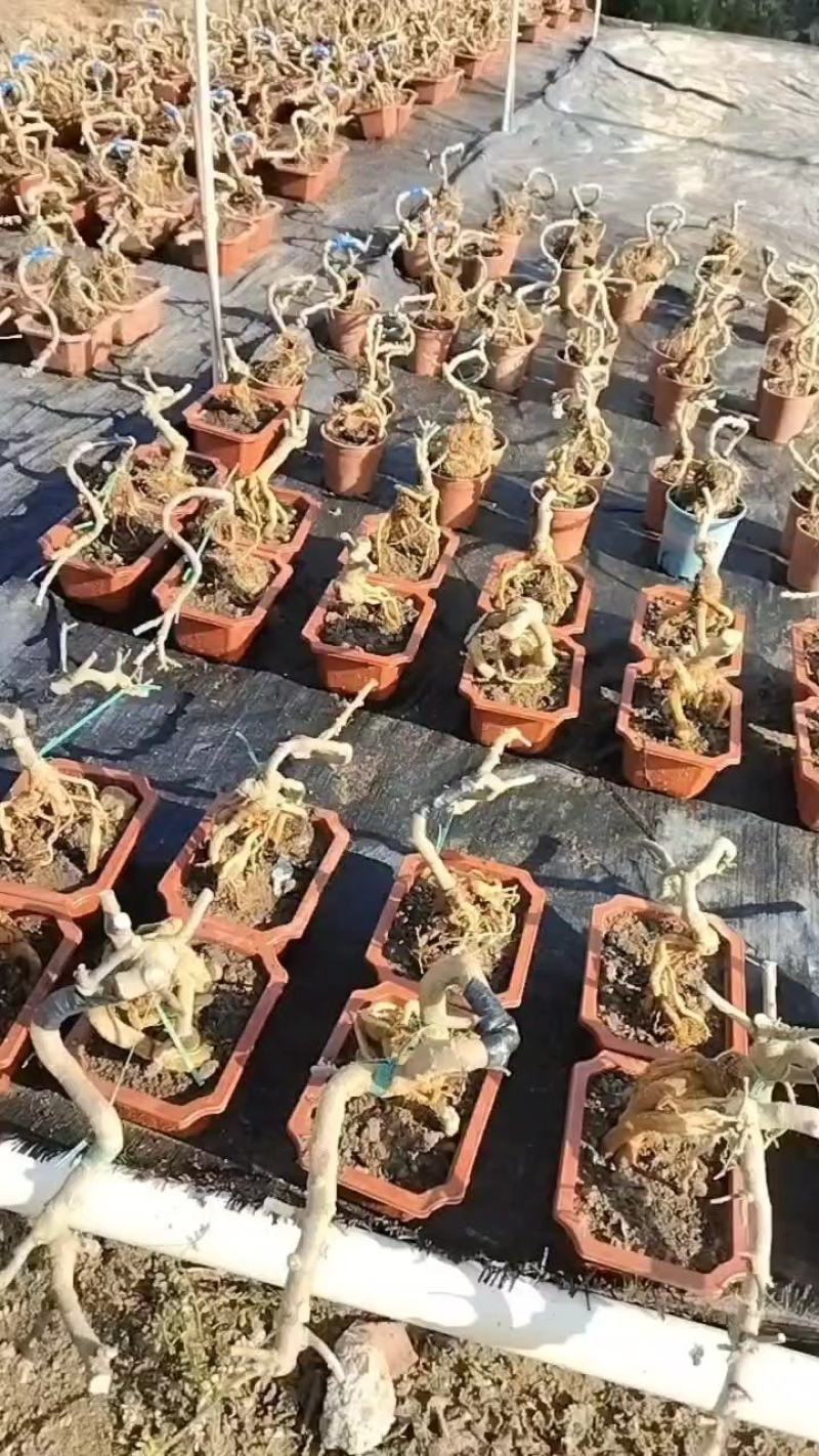 绿盈悬崖提根胡椒木批发基地直供量多从优各种规格