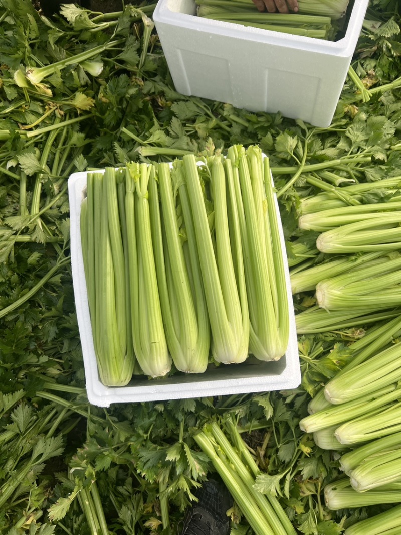 大棵、中棵优质杭州西芹，量大质优，可根据客户要求加工。