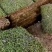 苔藓，大灰藓，一手货源，全国发货，量大从优