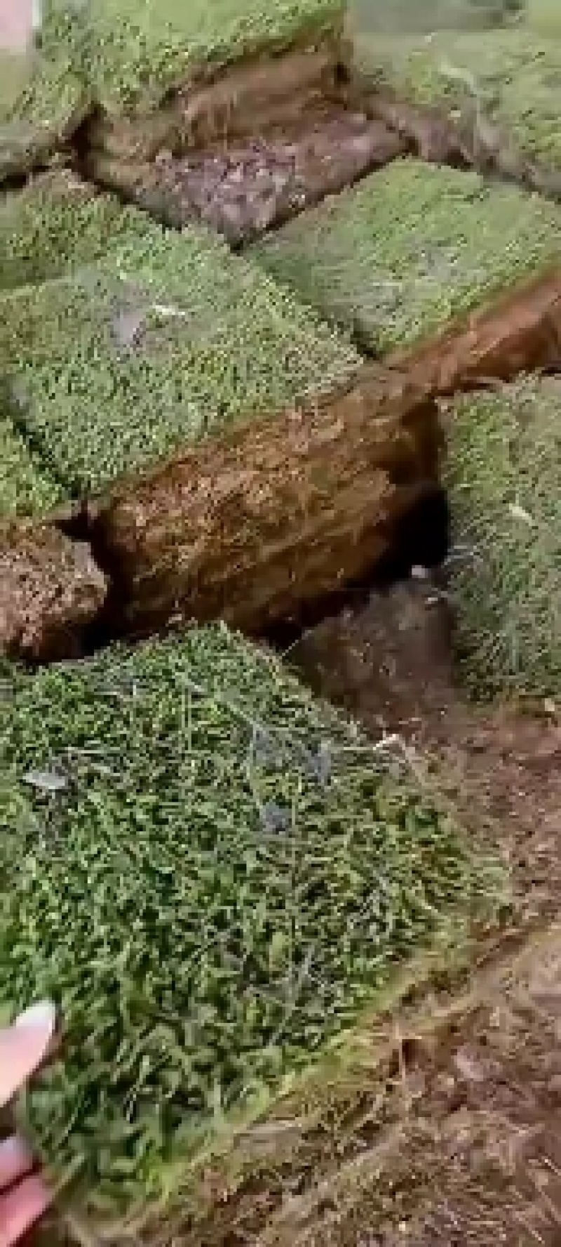 苔藓，大灰藓，一手货源，全国发货，量大从优