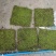 苔藓，大灰藓，一手货源，全国发货，量大从优