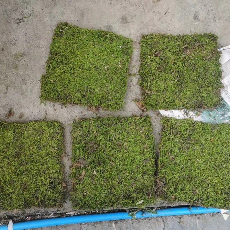 苔藓，大灰藓，一手货源，全国发货，量大从优