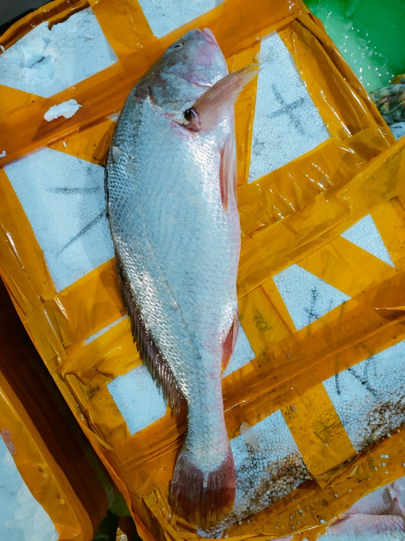 白花鱼、3~6斤一条、肉多没有小刺、适合各种餐饮