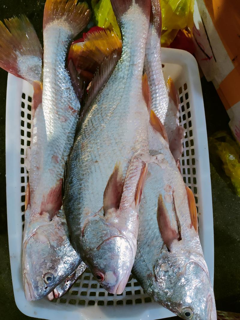 白花鱼、3~6斤一条、肉多没有小刺、适合各种餐饮