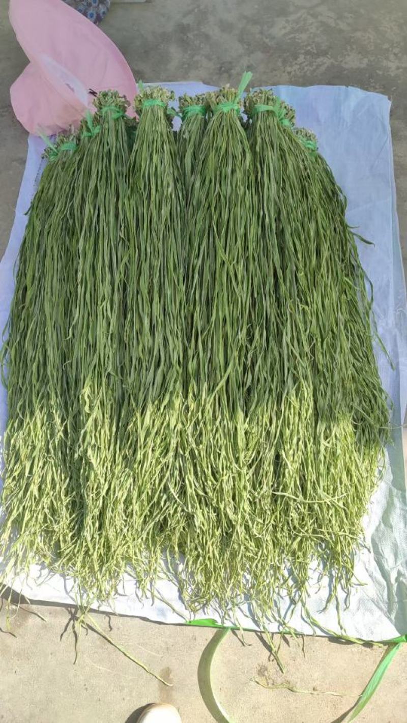 【精选】云南大理贡菜干-产地直发-量大从优-脆脆可口