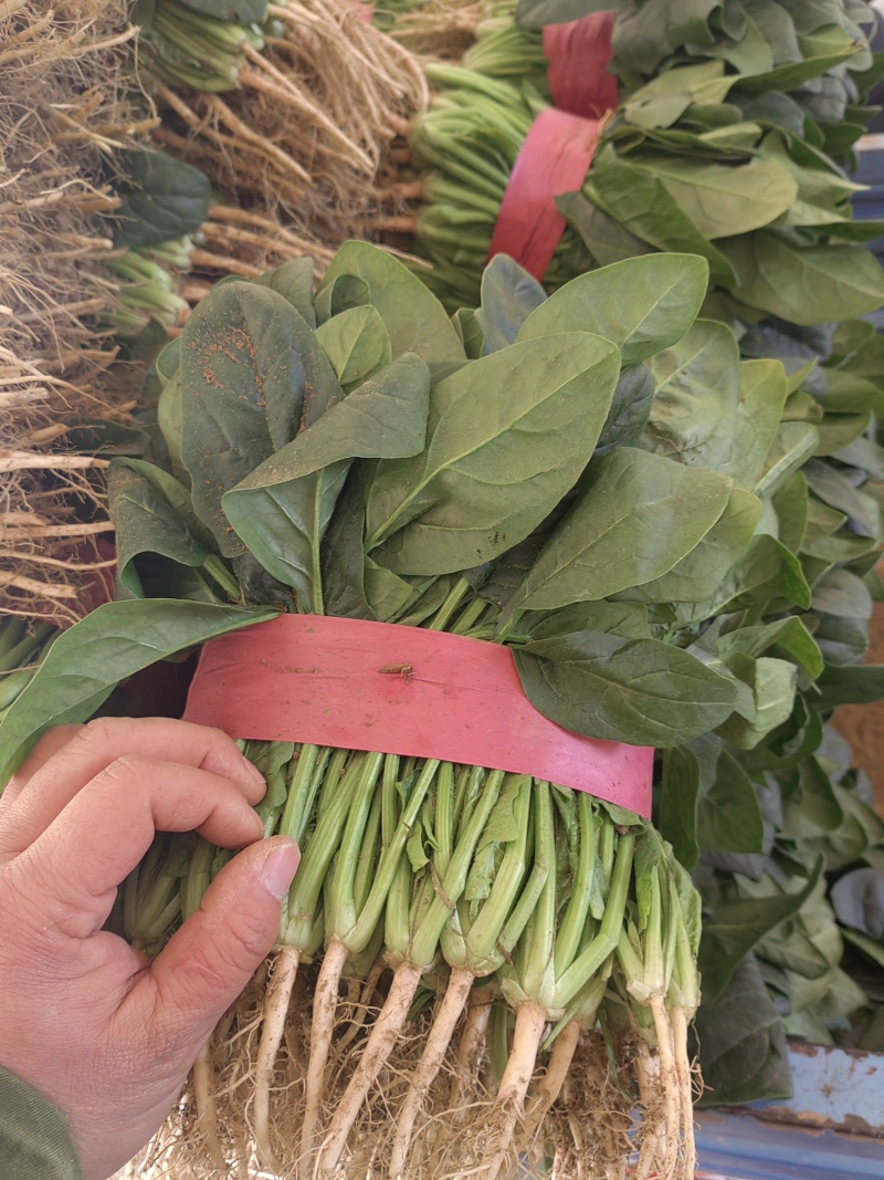 精品菠菜，欢迎全国各地的老板前来选购。。。。。。。