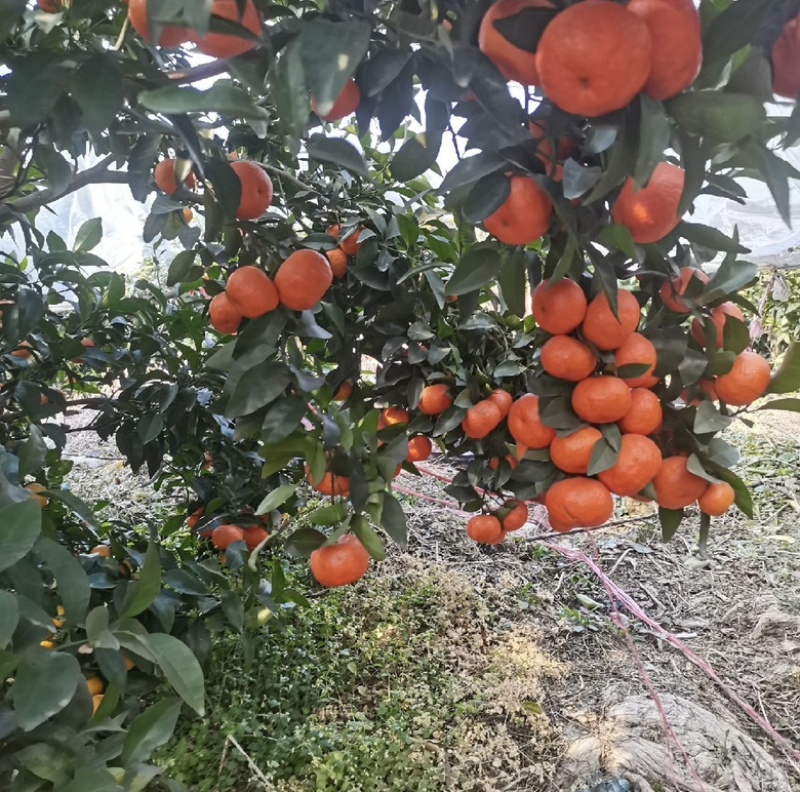 广西沙糖橘口感纯甜果皮极薄细腻化渣风味浓郁全国发货