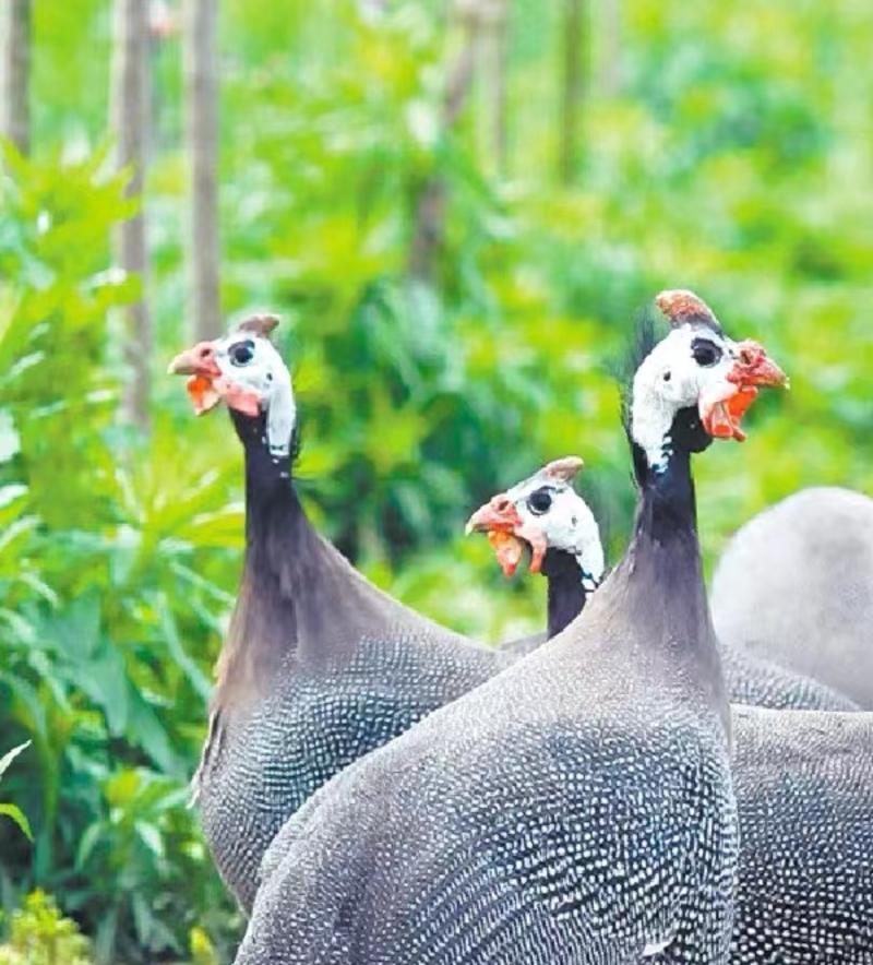 山东养殖基地直发成品珍珠鸡，三斤，2只以上全国包邮，支持