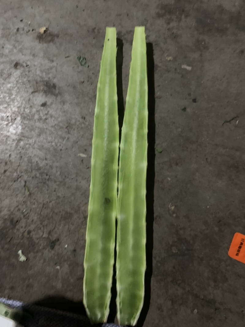 云南精品莴笋杆子货，大量供应