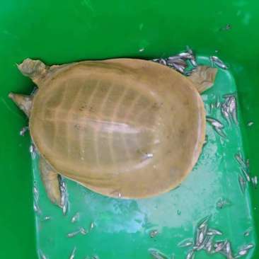 甲鱼