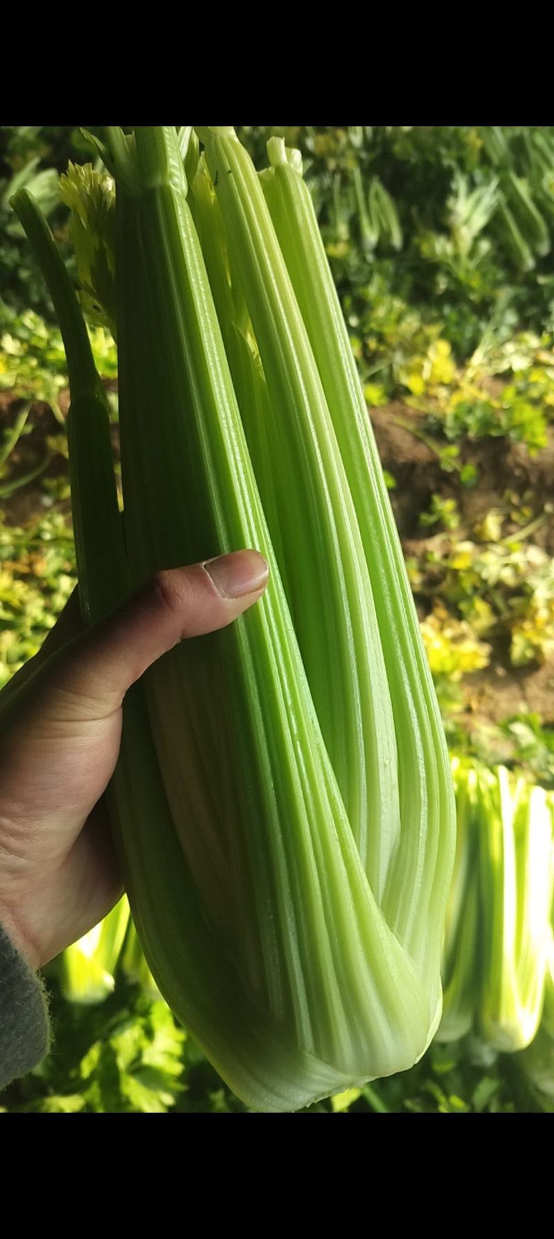 优质暖棚西芹大颗（1.8斤以上）北方专用，产区直采