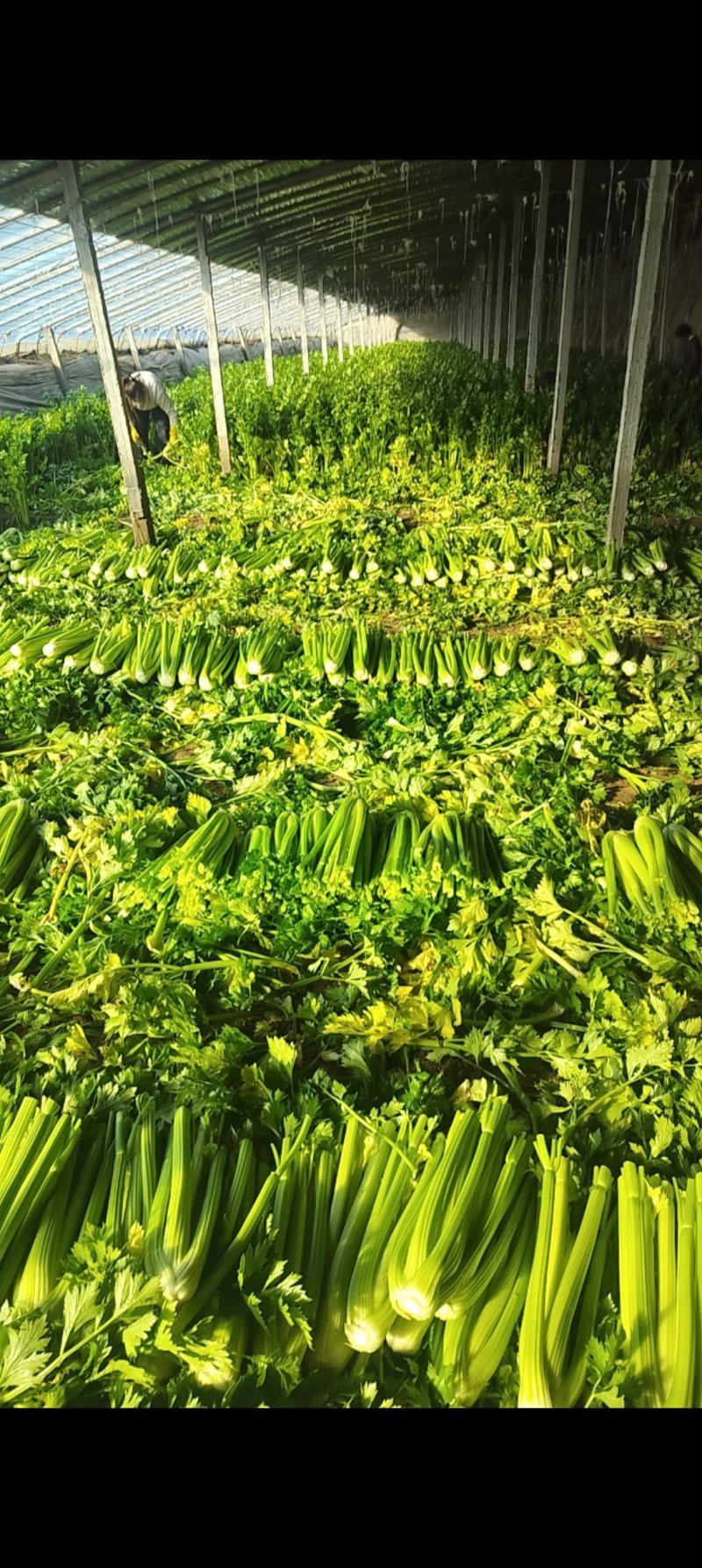优质暖棚西芹大颗（1.8斤以上）北方专用，产区直采