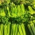 优质暖棚西芹大颗（1.8斤以上）北方专用，产区直采
