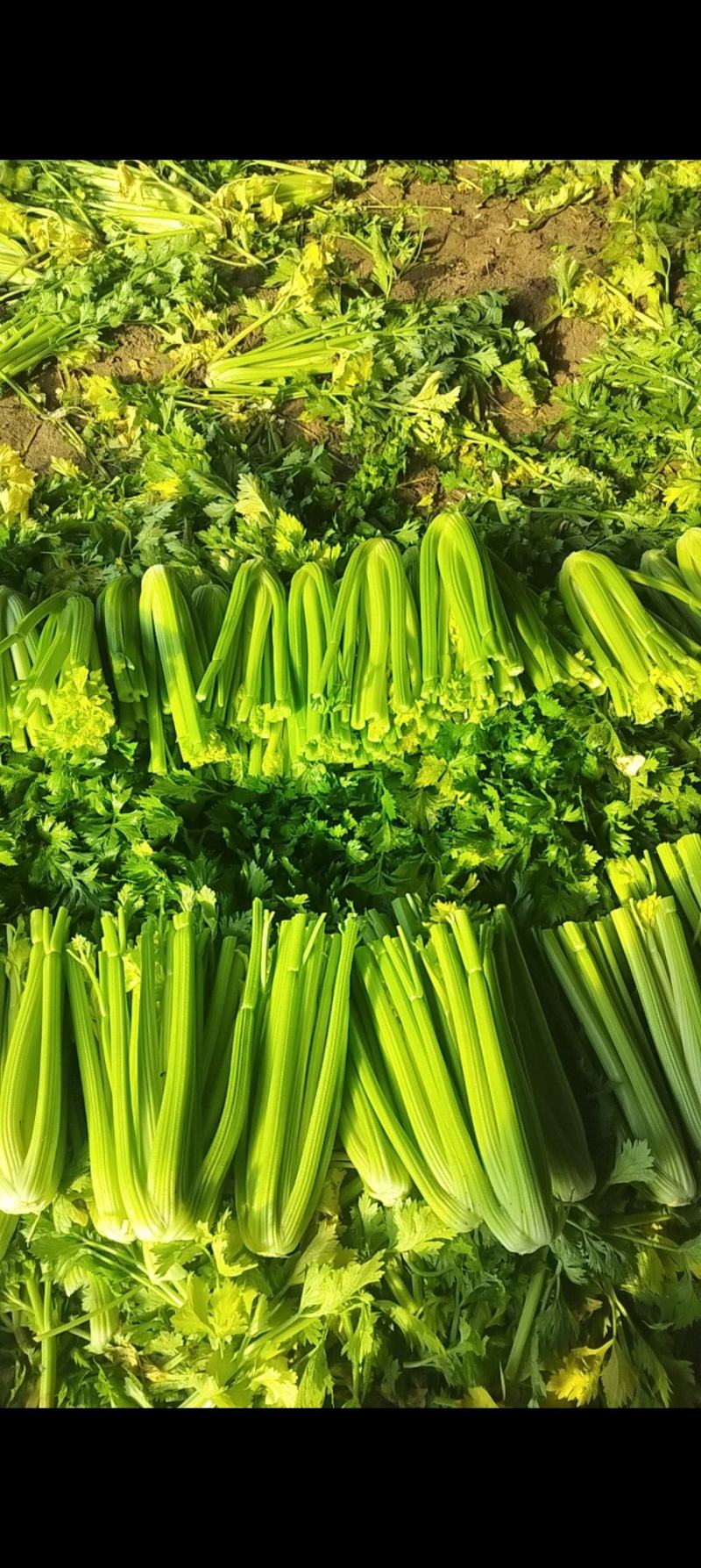优质暖棚西芹大颗（1.8斤以上）北方专用，产区直采