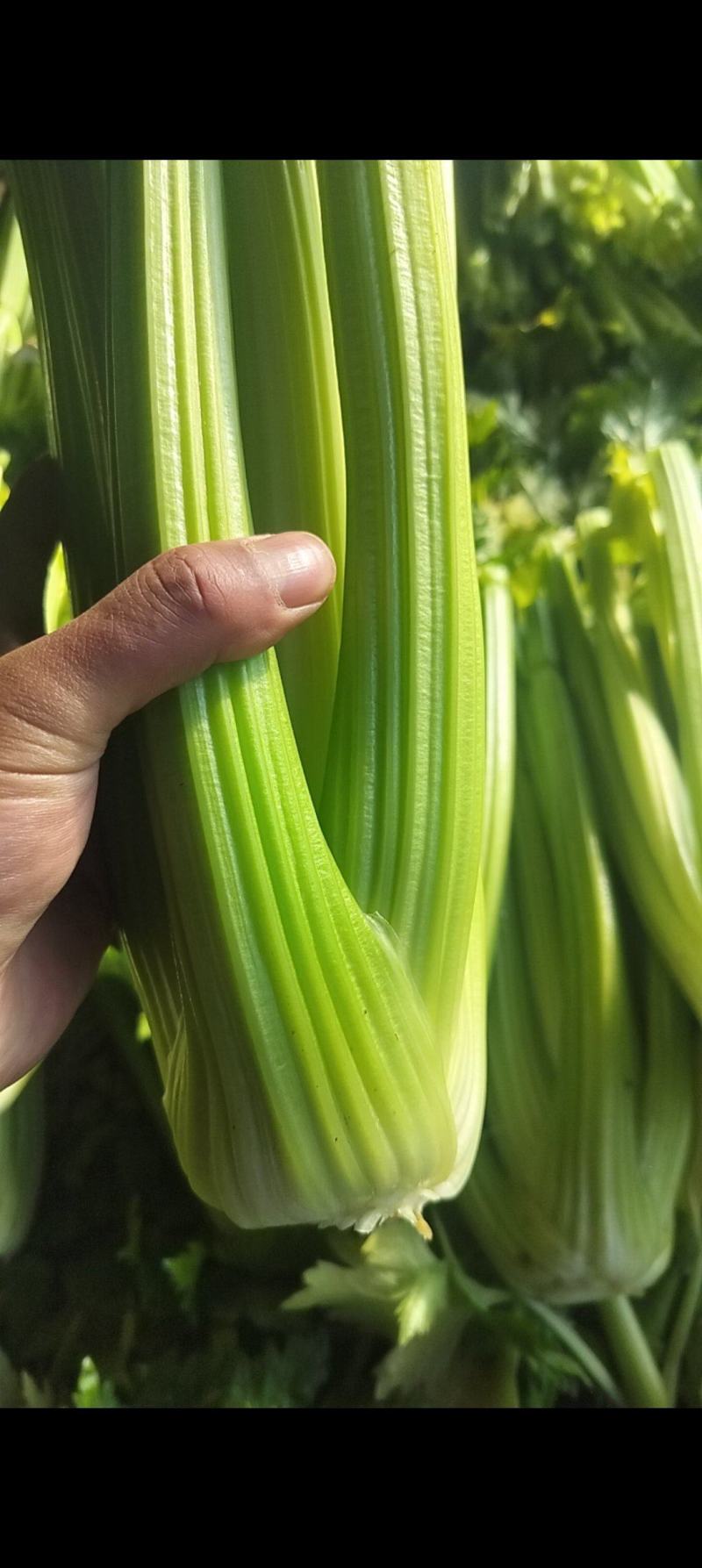 优质暖棚西芹大颗（1.8斤以上）北方专用，产区直采
