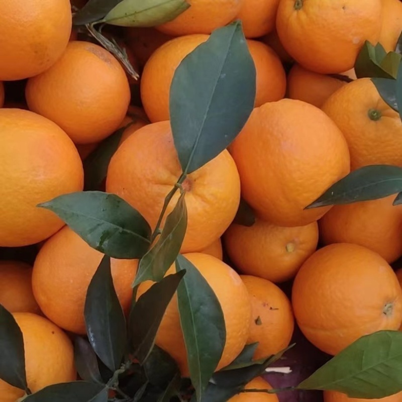 【优】精品纽荷尔脐橙橙子产地现摘现发人工选果