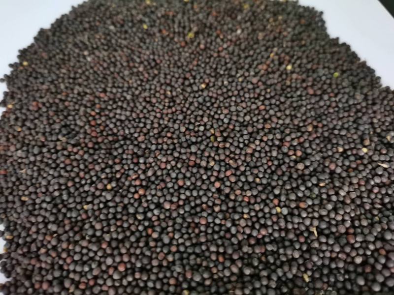油菜籽41.5含油水份8内蒙本地菜籽。