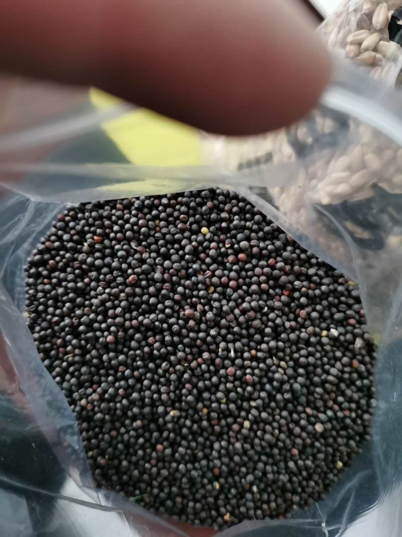 油菜籽41.5含油水份8内蒙本地菜籽。