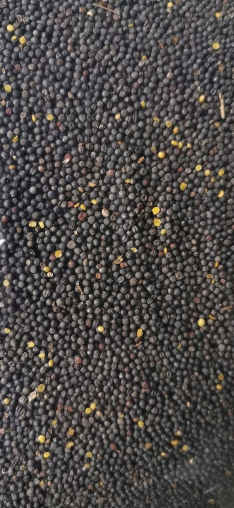 油菜籽41.5含油水份8内蒙本地菜籽。