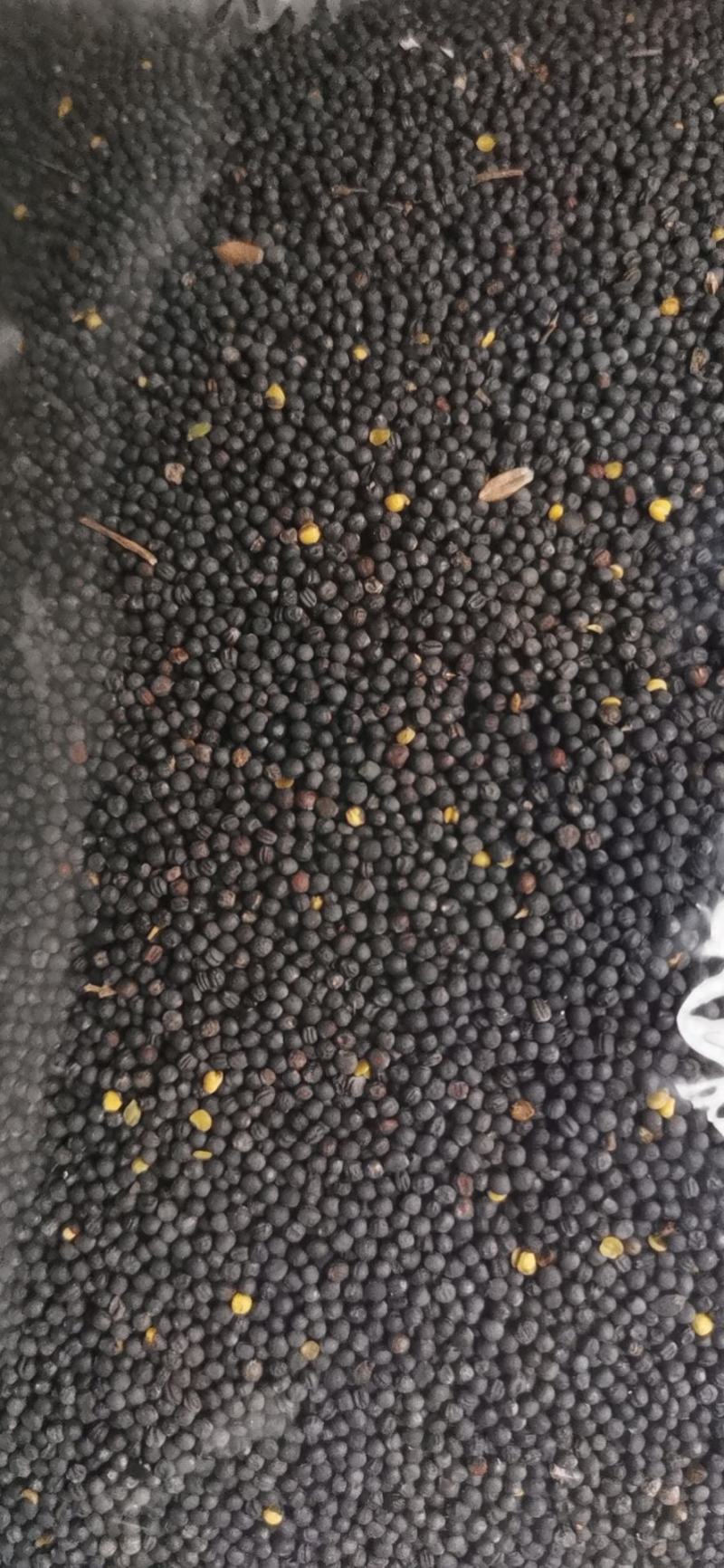 油菜籽41.5含油水份8内蒙本地菜籽。