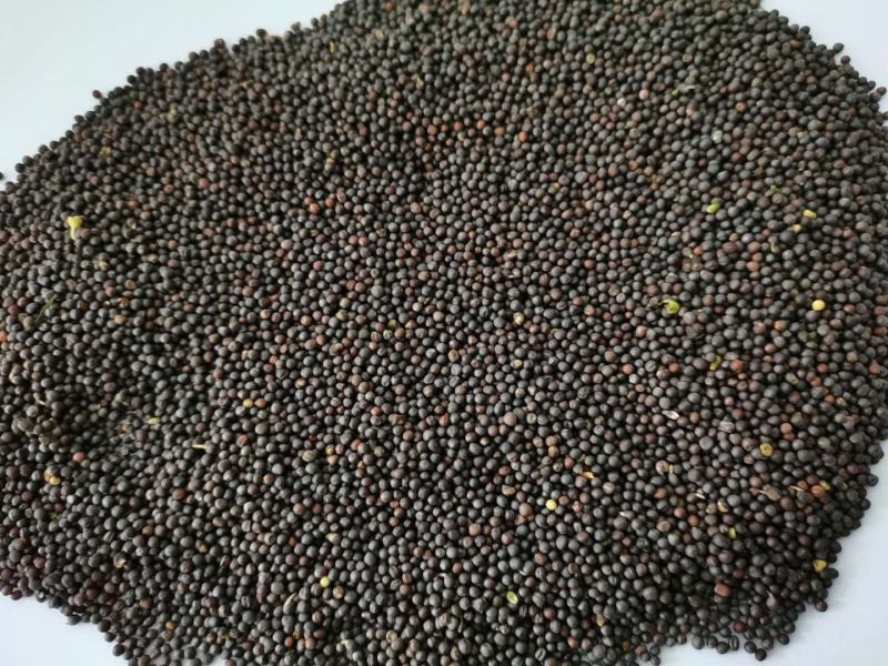 油菜籽41.5含油水份8内蒙本地菜籽。