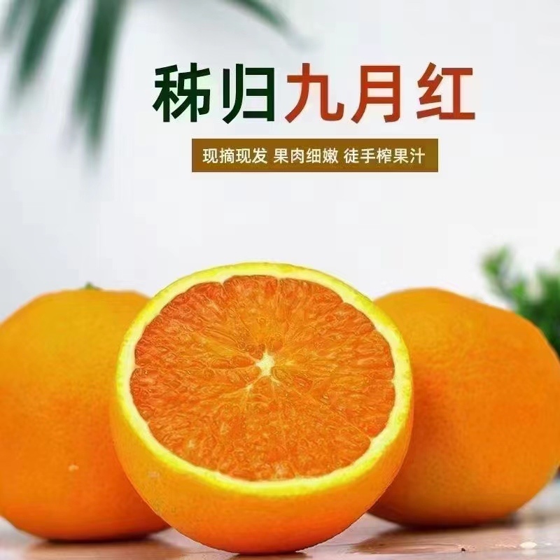 九月红果冻橙大量走货个大皮薄果肉细腻欢迎来电