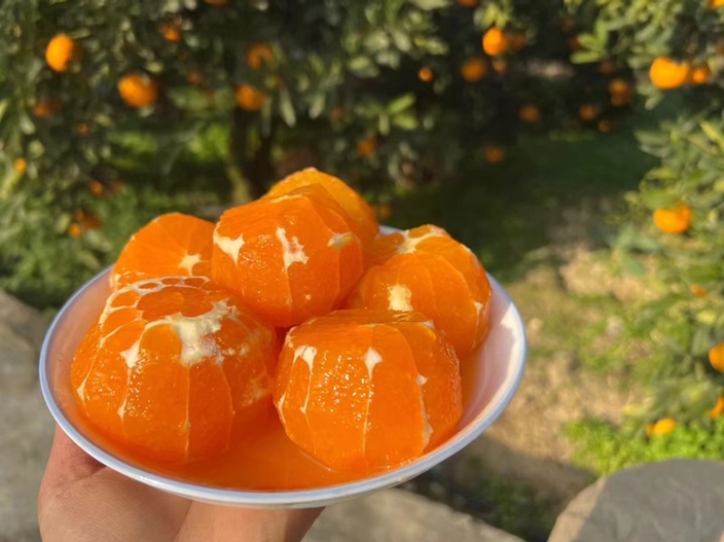 九月红果冻橙大量走货个大皮薄果肉细腻欢迎来电