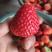 红颜草莓每天500--2000