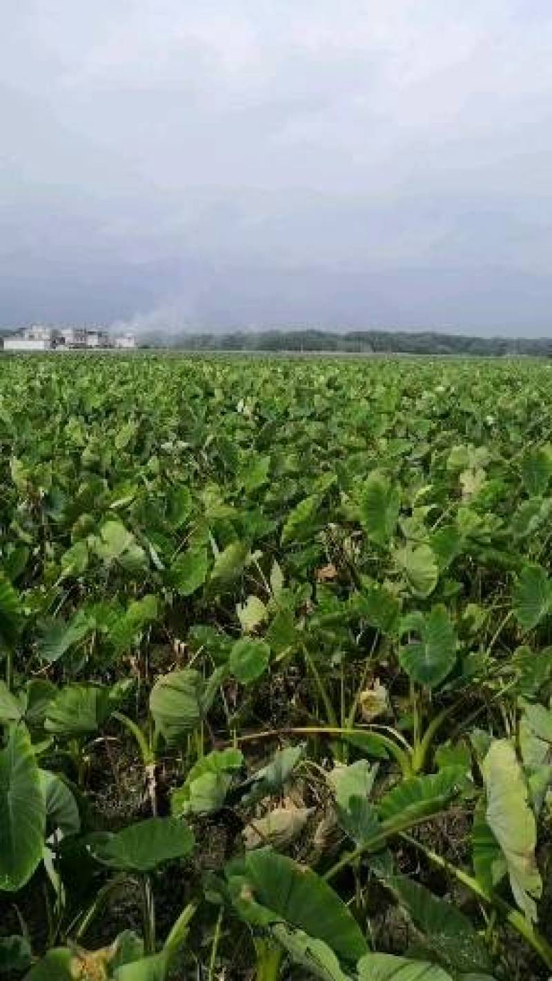 荔浦芋种子、荔浦芋种苗、桂芋2号、小仔芋种子广西基地