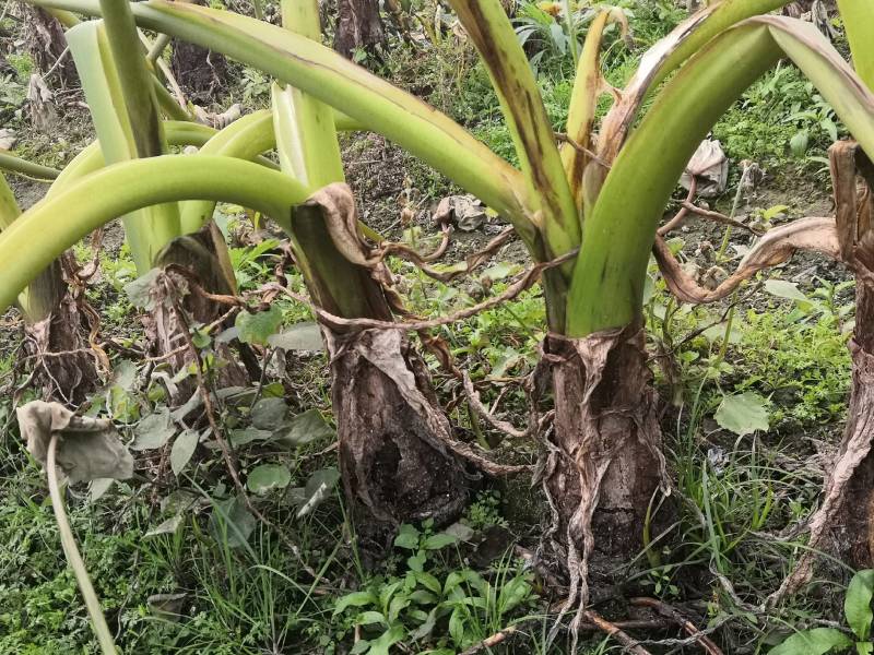 荔浦芋种子、荔浦芋种苗、桂芋2号、小仔芋种子广西基地
