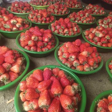 红颜草莓每天500--2000