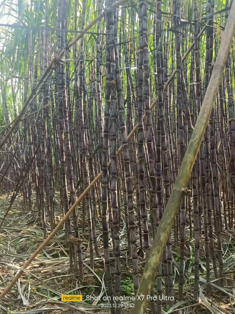 【推荐】贵州黑皮甘蔗质量保证价格优惠欢迎来电咨询