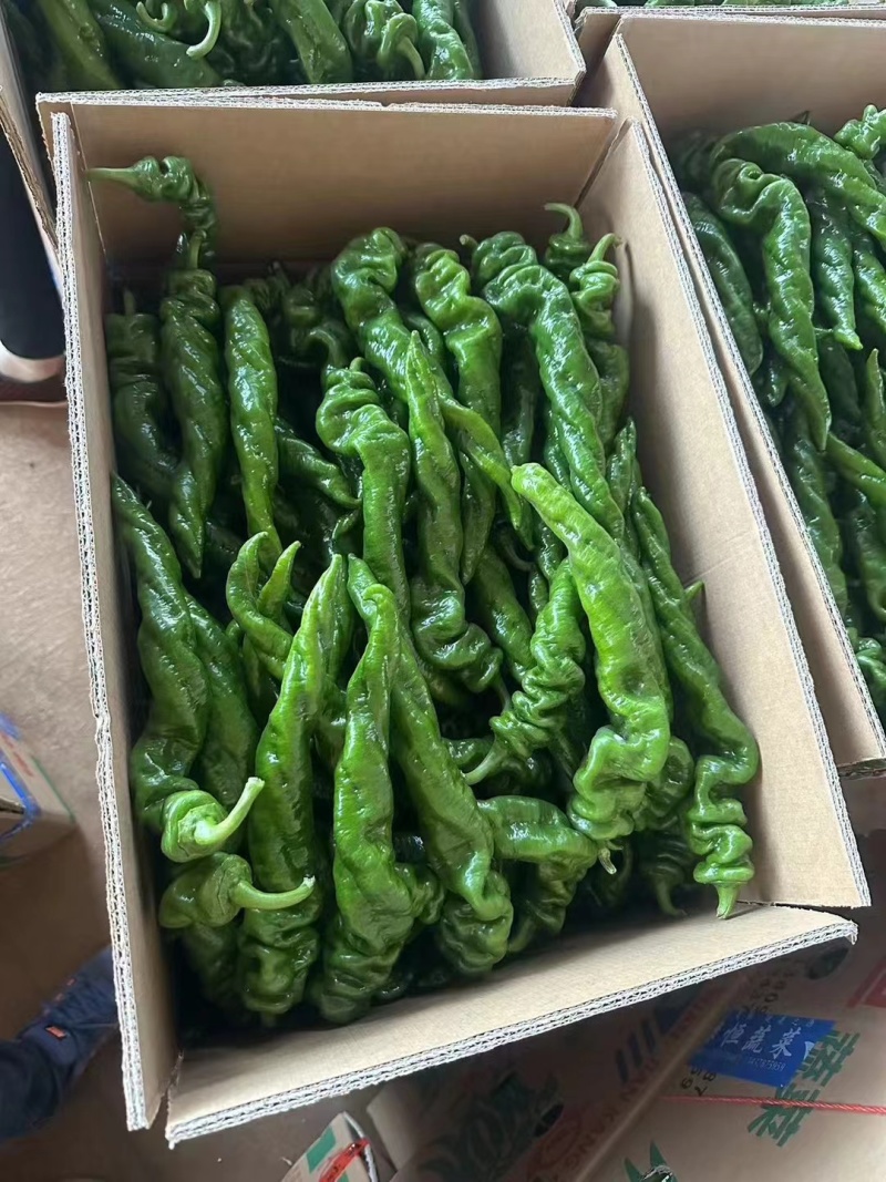 螺丝椒大量上市欢迎选购