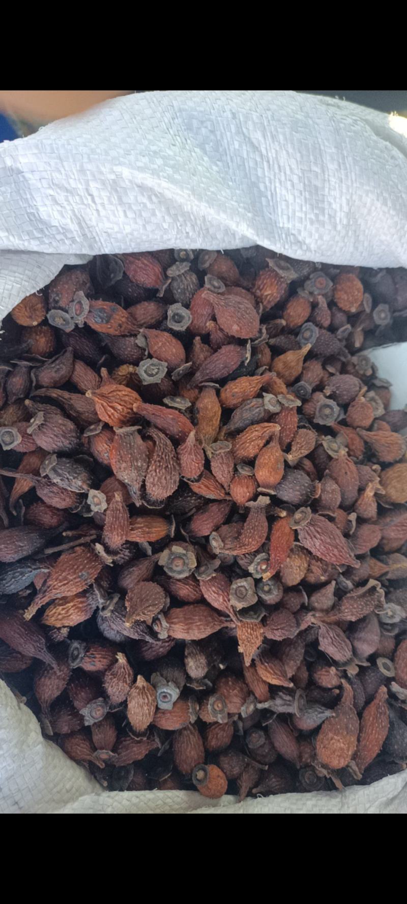 金樱子江西地产地道药材金樱子