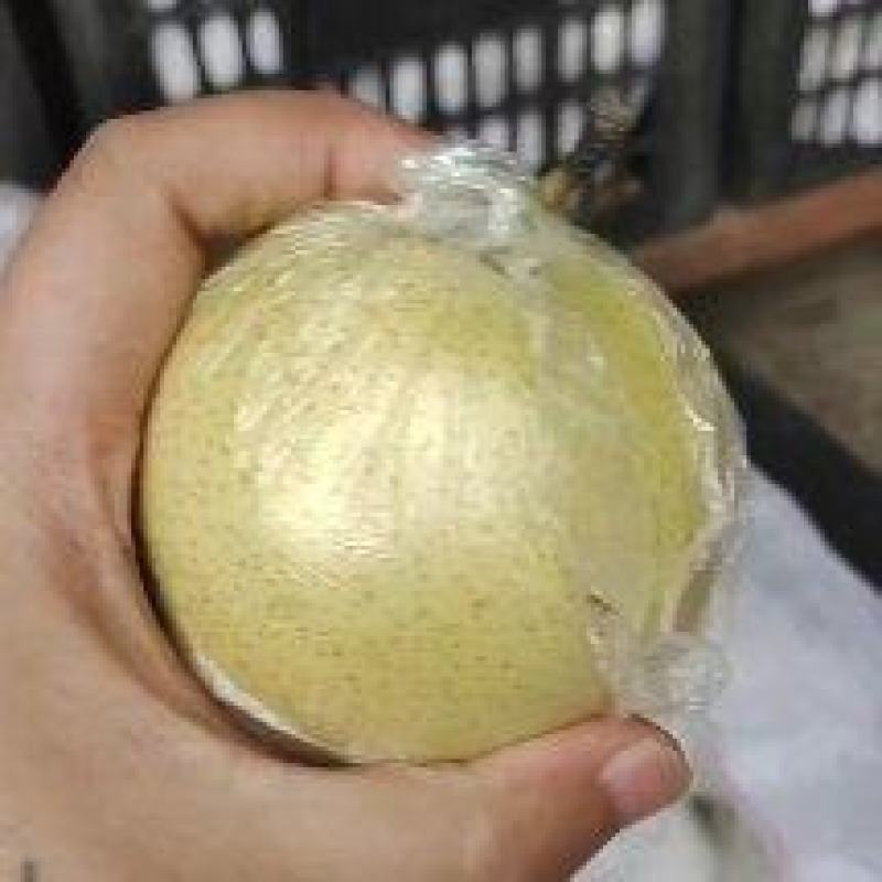 河北皇冠梨优质黄冠梨鸭梨皮薄多汁脆甜可口欢迎咨旬