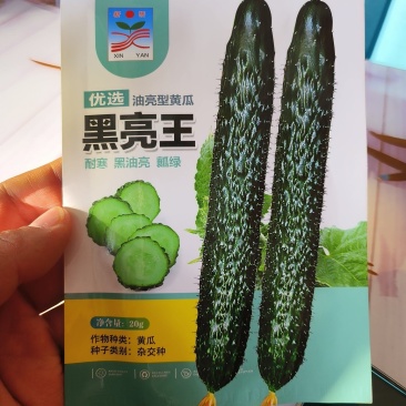 黑亮王黄瓜种子杂交种耐寒黑油亮瓜瓤绿早熟不易化瓜刺瘤明显