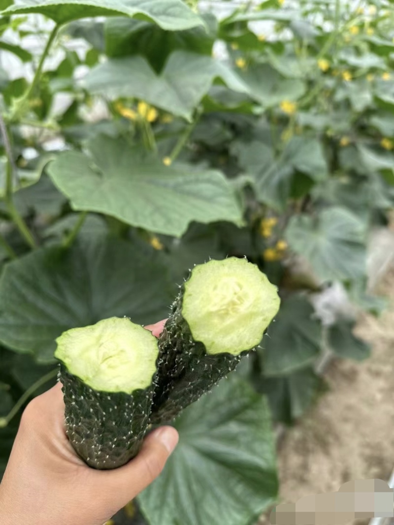 黑亮王黄瓜种子杂交种耐寒黑油亮瓜瓤绿早熟不易化瓜刺瘤明显