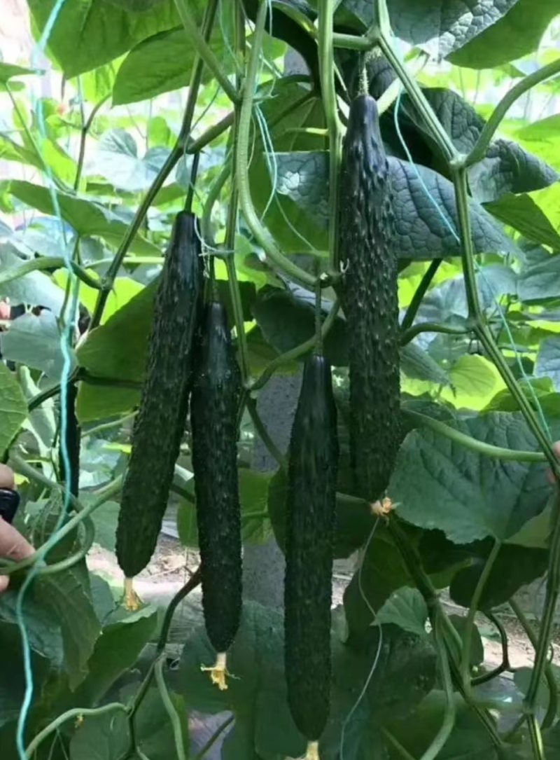 黑亮王黄瓜种子杂交种耐寒黑油亮瓜瓤绿早熟不易化瓜刺瘤明显