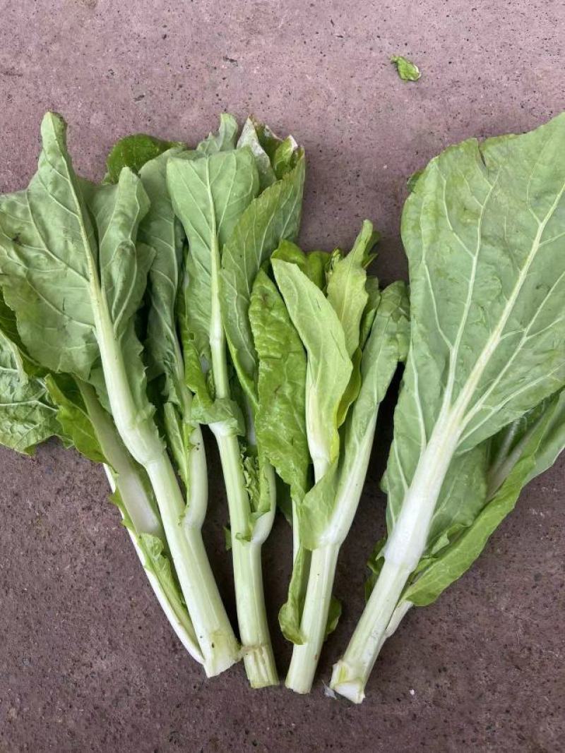 湖北宜昌白菜苔新鲜翠绿货量充足供应各大档口商超电商